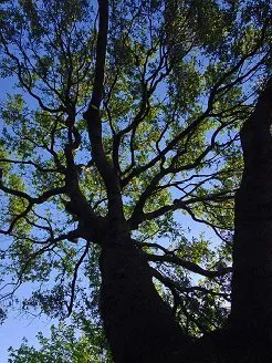 Top-rated landscape design experts serving Foresthill, CA - Unique Arbor Tree Care