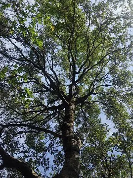Reliable yard maintenance experts serving Foresthill, CA - Unique Arbor Tree Care