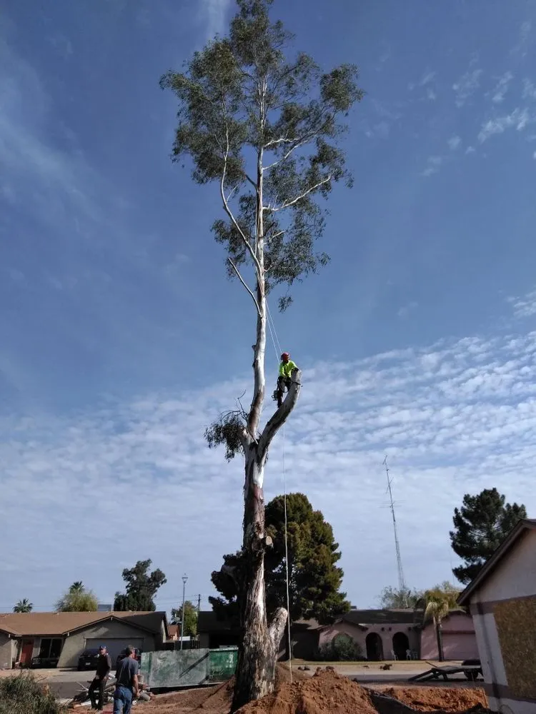 Expert landscaping services for outdoor upgrades in Phoenix, AZ by Unique Choice Design