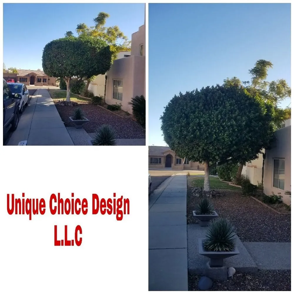 Trusted yard cleanup service in Phoenix, AZ by Unique Choice Design