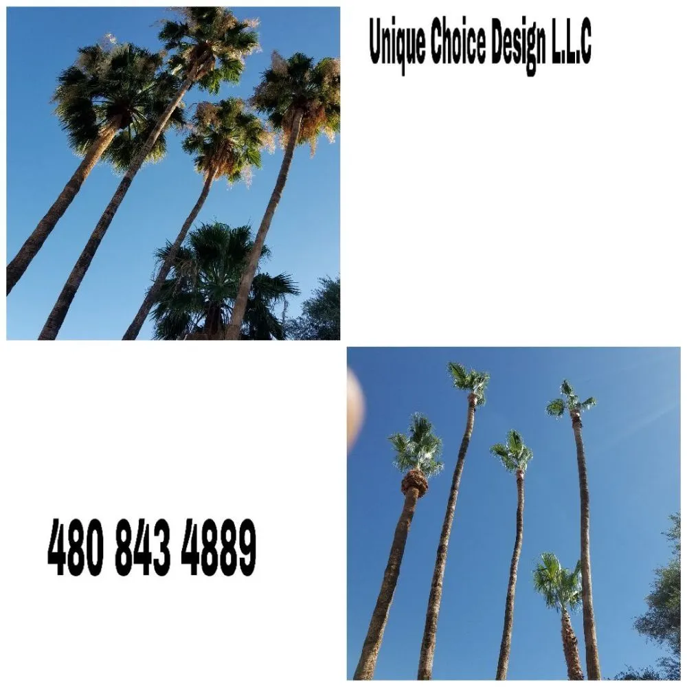 Affordable yard cleanup service experts serving Phoenix, AZ - Unique Choice Design