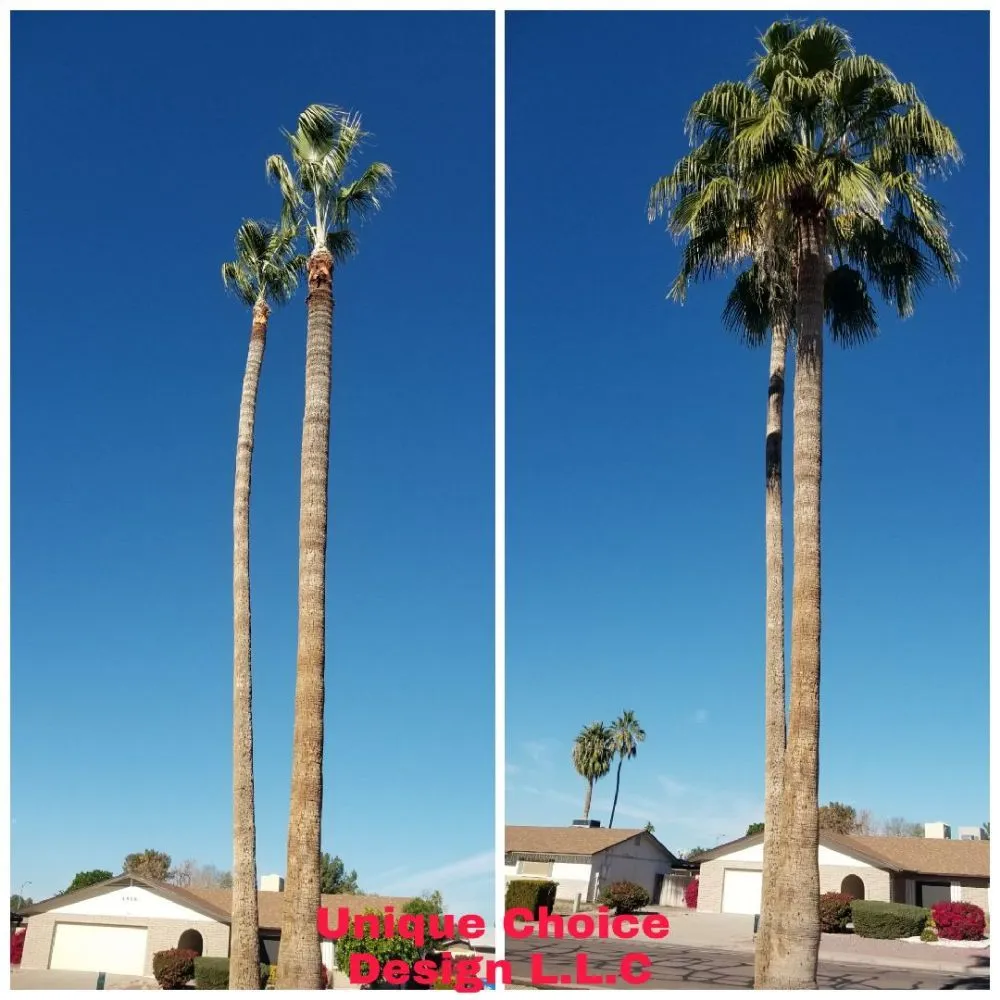 Expert outdoor landscaping in Phoenix, AZ by Unique Choice Design