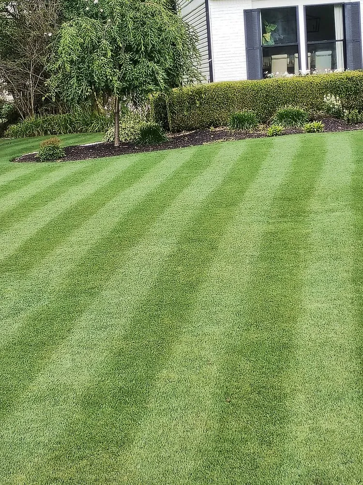 Expert yard cleanup service in Springfield, OH by Unique Cuts And Stump Grinding