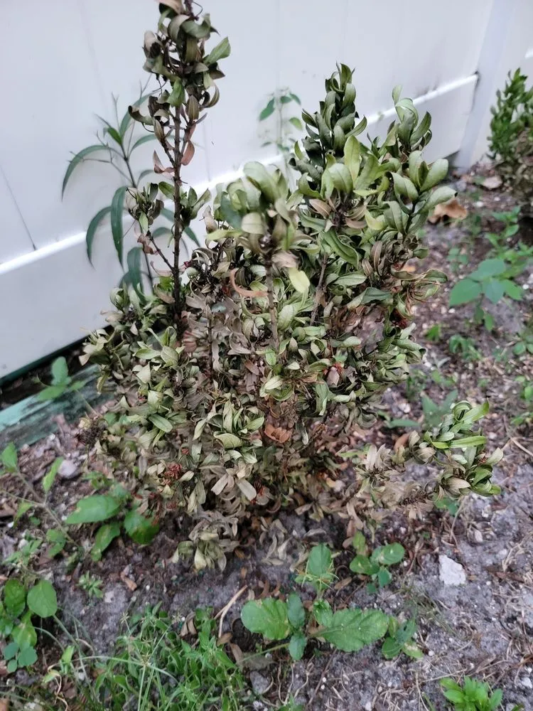 Expert yard cleanup service in Fort Lauderdale, FL - Unique design & landscaping services