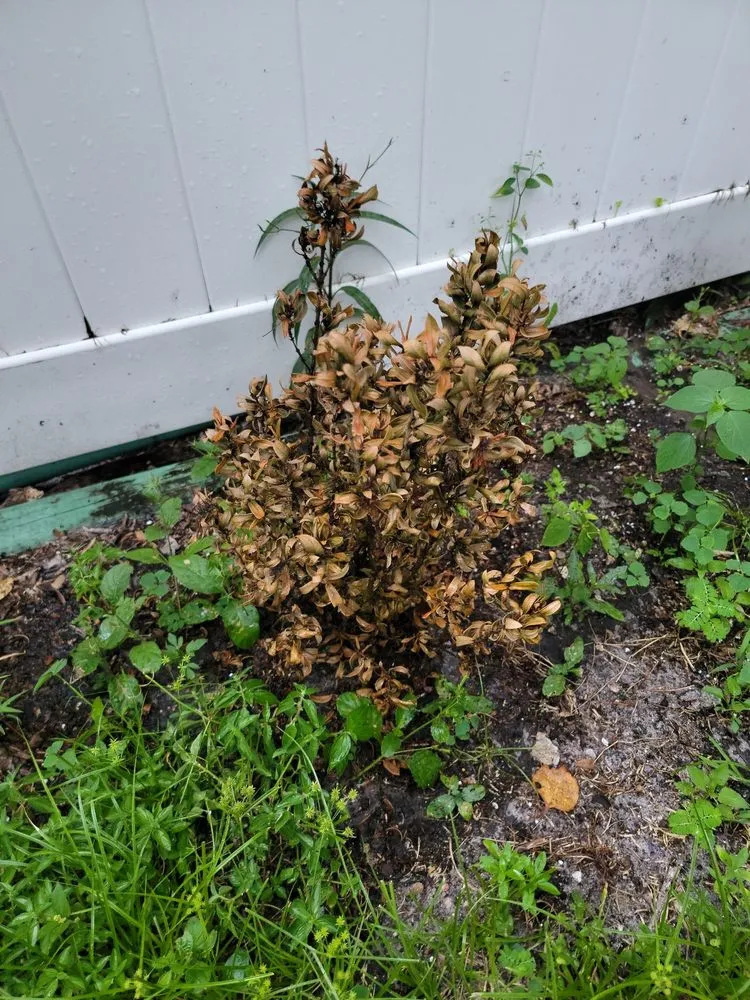 Expert lawn care service near you in Fort Lauderdale, FL by Unique design & landscaping services