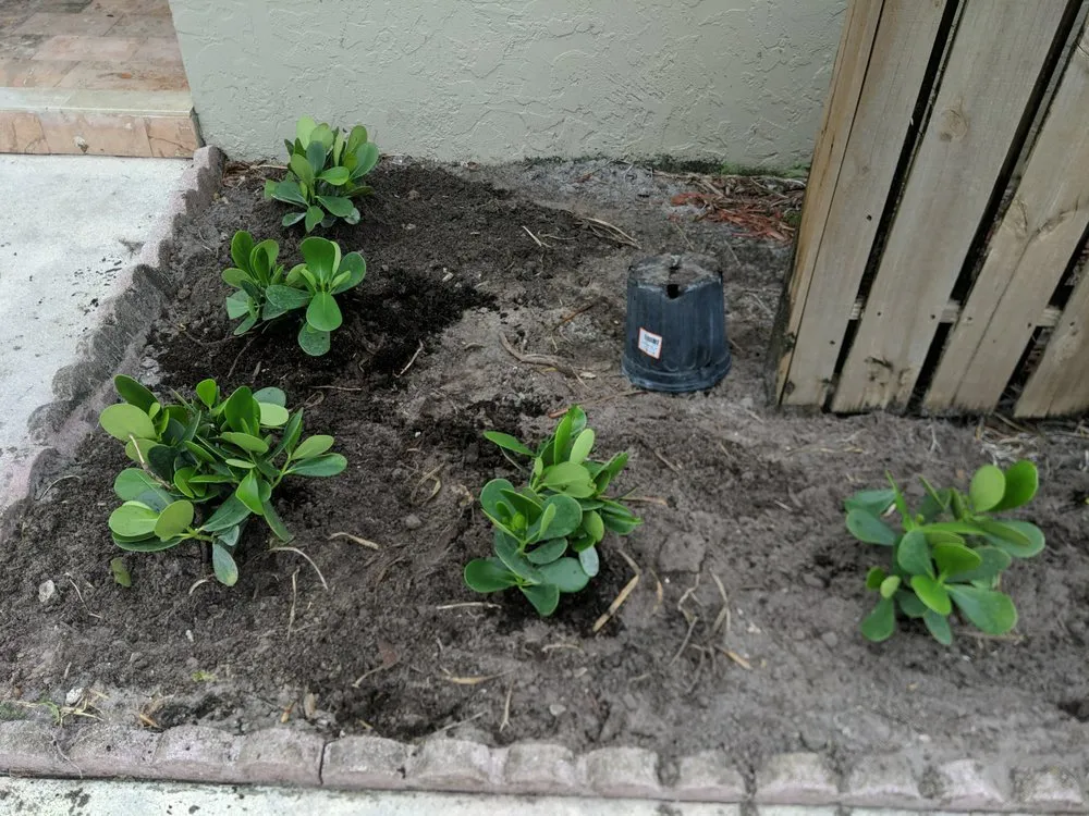 Local yard cleanup service in Fort Lauderdale, FL by Unique design & landscaping services