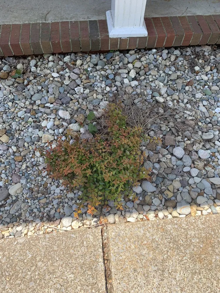 Affordable yard maintenance for outdoor upgrades in Murray, KY by Unique Designs Nursery & Landscaping