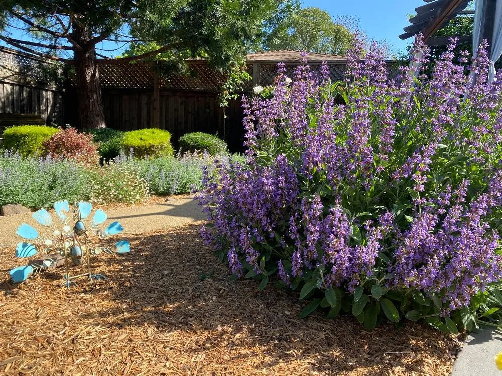 Professional lawn care service near you in Santa Rosa, CA by Unique Landscape Management