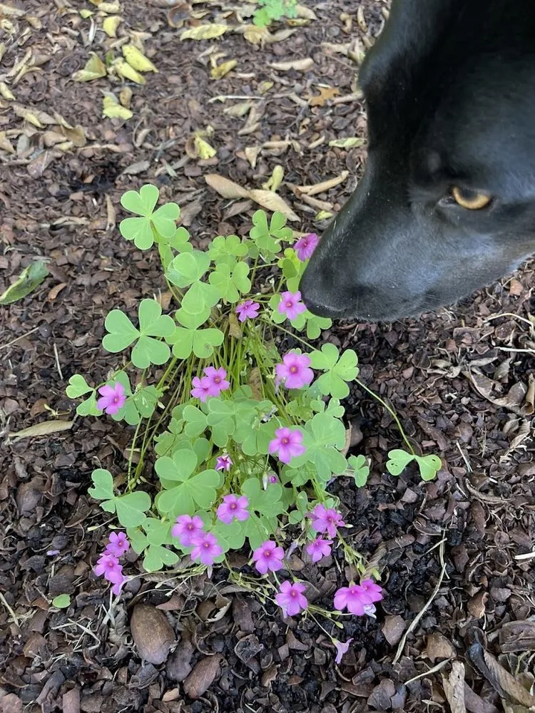 Professional landscape installation experts serving Colleyville, TX - Unique Landscaping