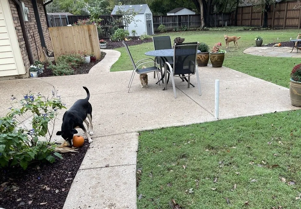 Trusted landscape installation in Colleyville, TX - Unique Landscaping