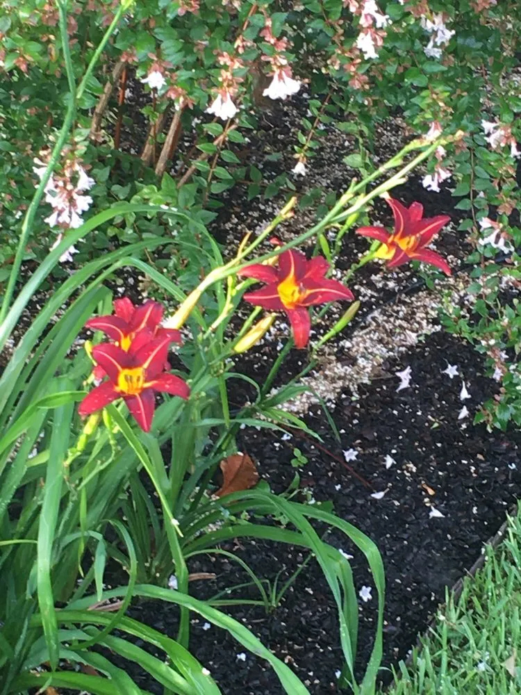 Affordable landscape installation for year-round maintenance across Colleyville, TX - Unique Landscaping