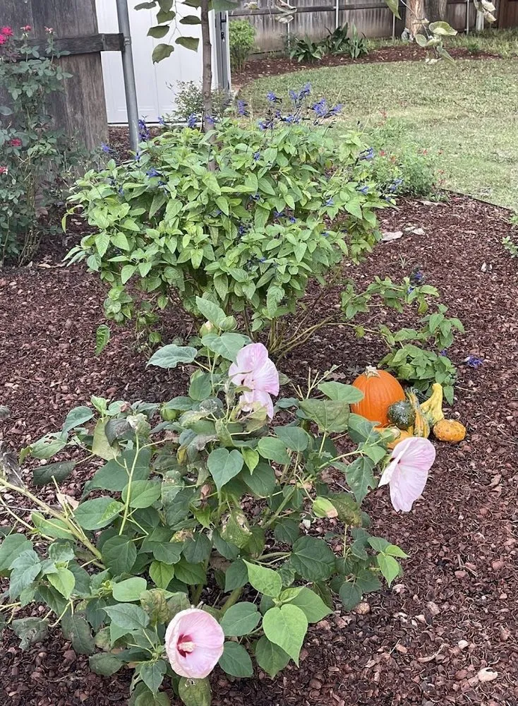 Top-rated residential landscaping experts serving Colleyville, TX - Unique Landscaping