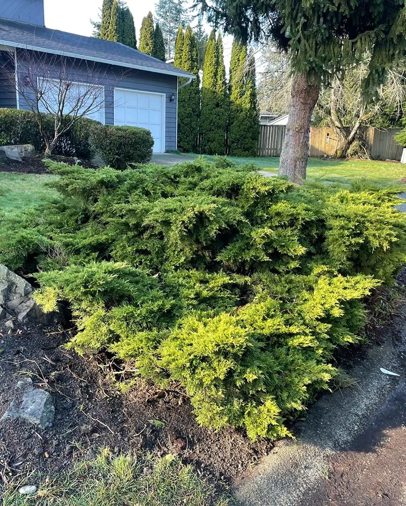Professional yard cleanup service for homes across Mountlake Terrace, WA - Unique Landscaping
