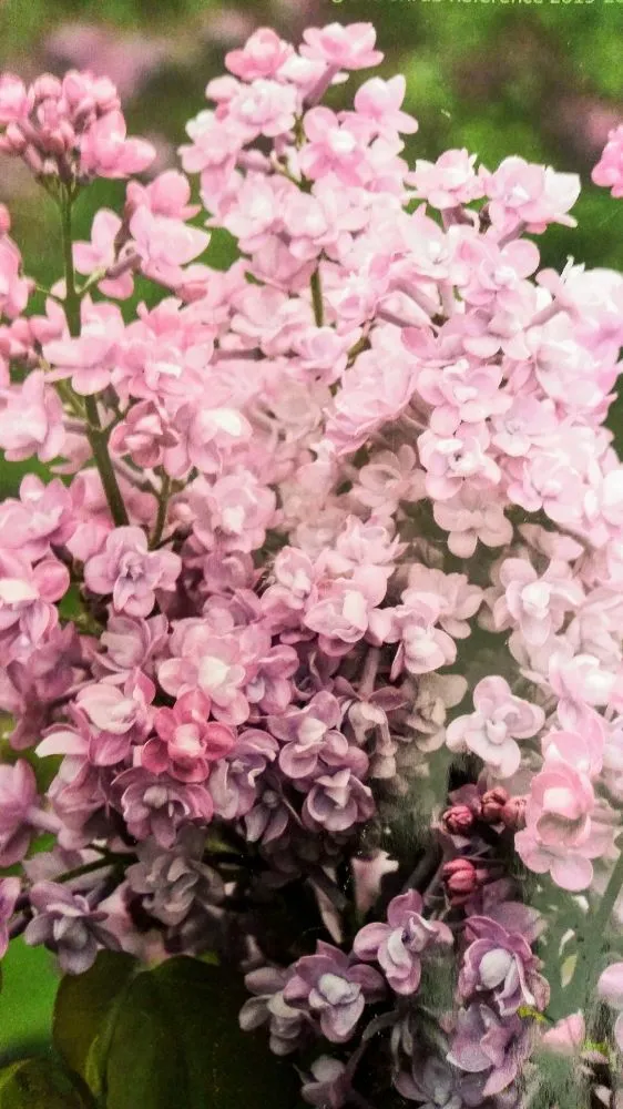 Professional lawn care service in Lodi, NJ - Unique Lawn n Landscaping