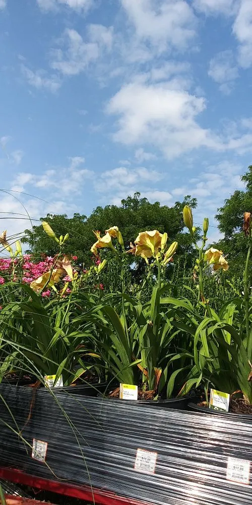 Custom landscaping services in Lodi, NJ - Unique Lawn n Landscaping