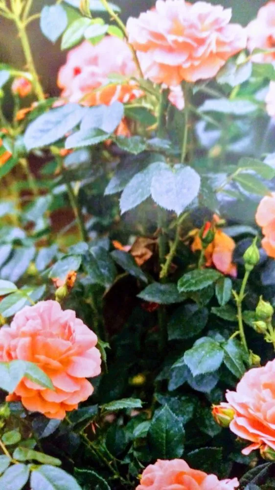 Trusted yard cleanup service in Lodi, NJ by Unique Lawn n Landscaping