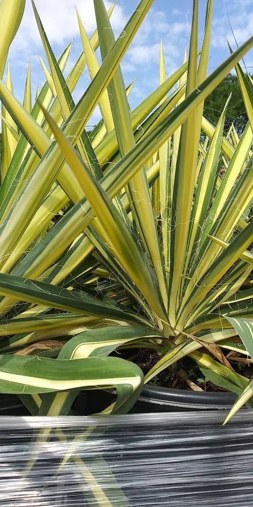 Professional outdoor landscaping for beautiful yards across Lodi, NJ - Unique Lawn n Landscaping