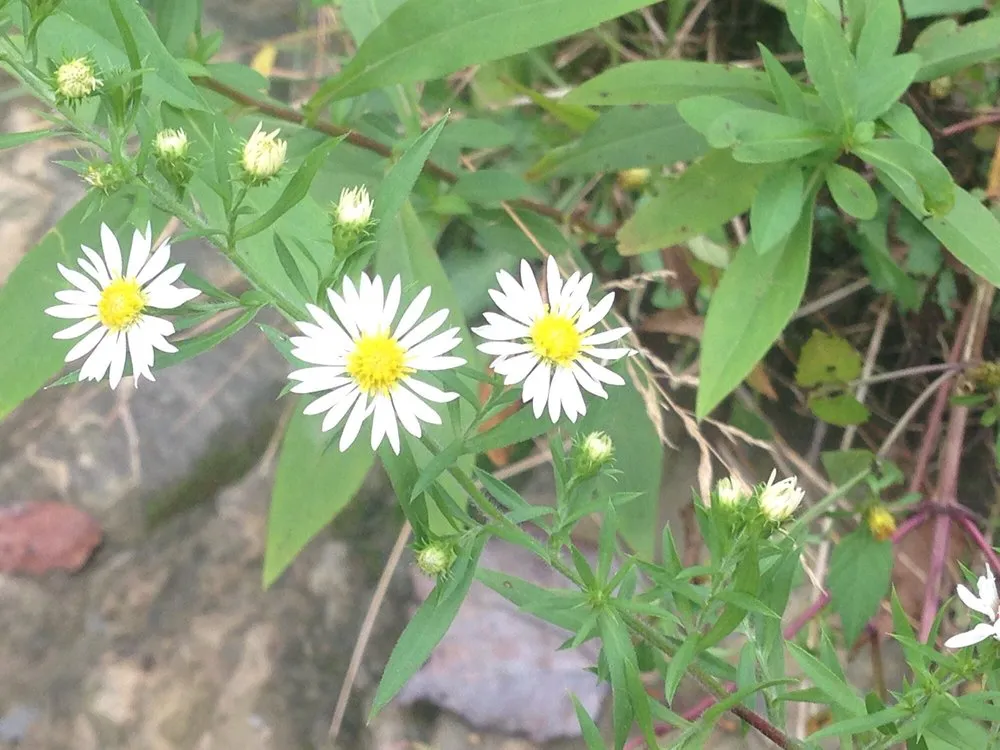 Affordable landscape design experts serving Martinez, GA - Unique Lawns and Landscape