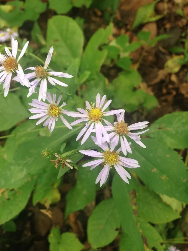 Affordable residential landscaping in Martinez, GA by Unique Lawns and Landscape