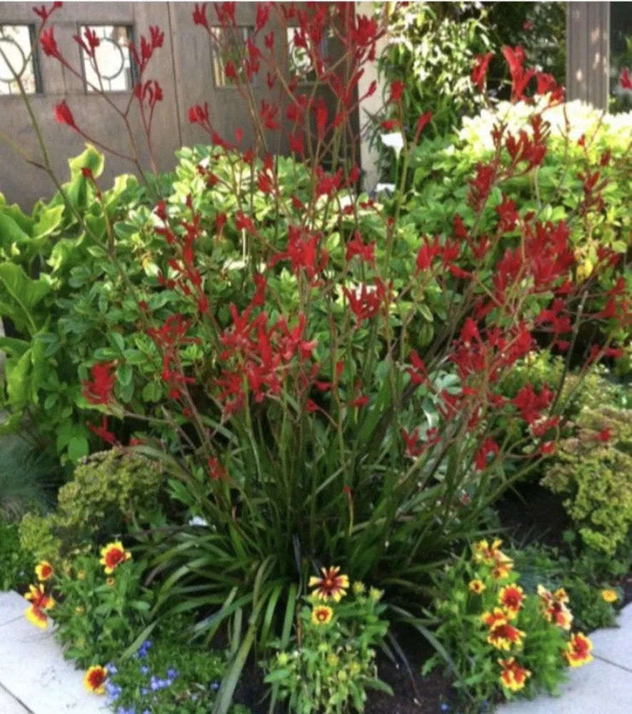 Expert yard maintenance experts serving Danville, CA - Unique Paver Stones