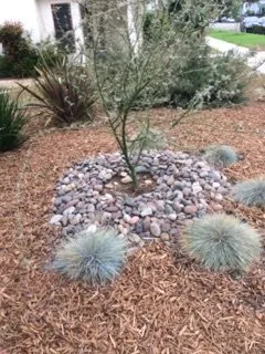 Expert yard cleanup service in Del Mar, CA - Unique Touch Landscaping