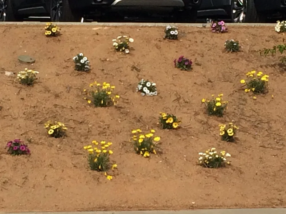 Custom yard cleanup service in Del Mar, CA by Unique Touch Landscaping