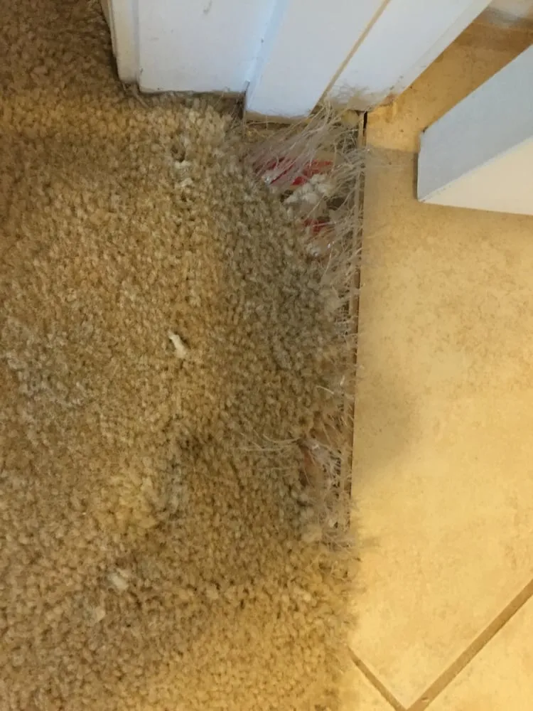 Reliable yard cleanup service experts serving Savannah, GA - United Commercial Services