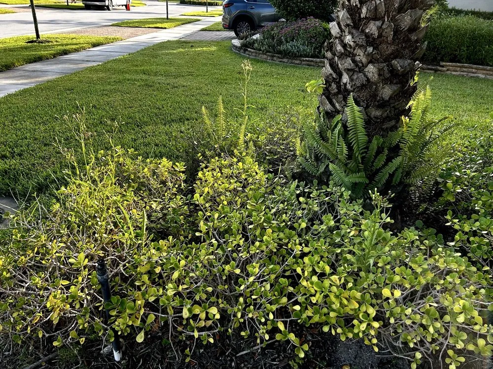 Top-rated outdoor landscaping in Orlando, FL - United Land Services