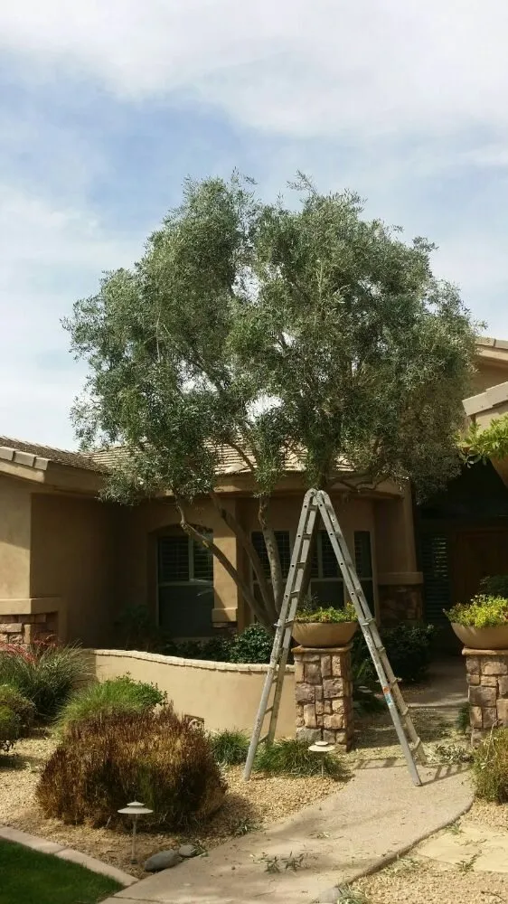 Local garden landscaping for beautiful yards across Tolleson, AZ - United Landcare Maintenence