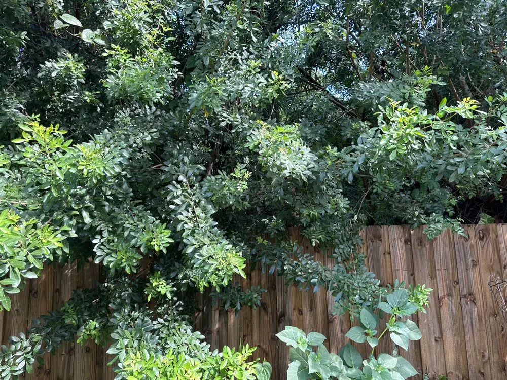 Reliable lawn care service near you in Vero Beach, FL by United Landscape Management