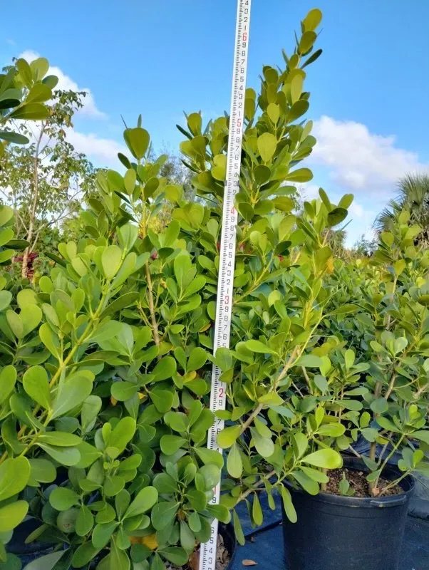 Affordable residential landscaping experts serving West Palm Beach, FL - United Landscape Service