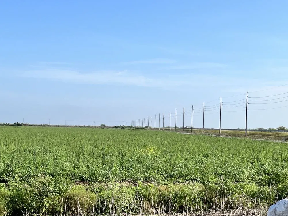 Custom yard cleanup service in West Palm Beach, FL - United Landscape Service