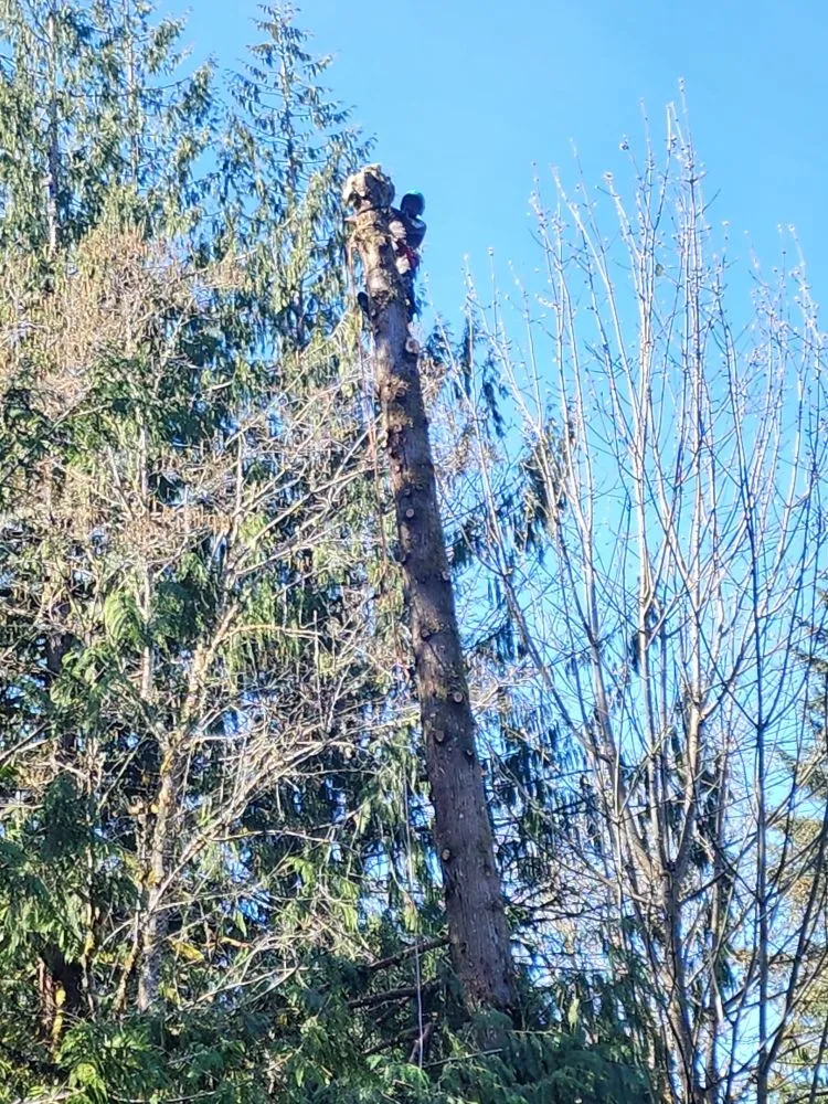 Affordable outdoor landscaping experts serving Shelton, WA - United Landscaping & Tree Services