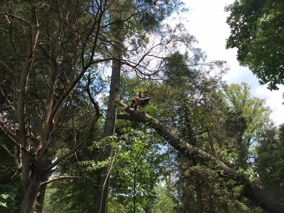 Top-rated lawn care service experts serving High Point, NC - United Lawn Care And Tree Service