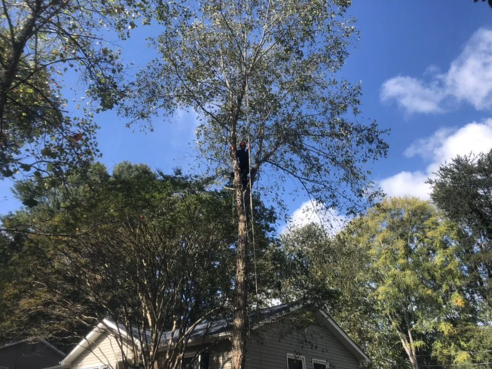 Trusted yard cleanup service for homes across High Point, NC - United Lawn Care And Tree Service