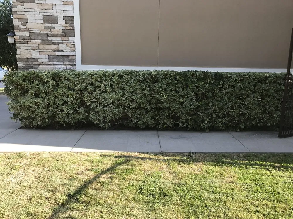 Reliable residential landscaping experts serving Laredo, TX - United Lawn Care Services