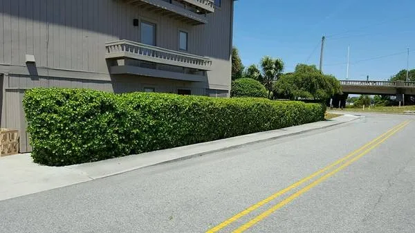 Professional lawn care service in Wilmington, NC by United Lawn Care