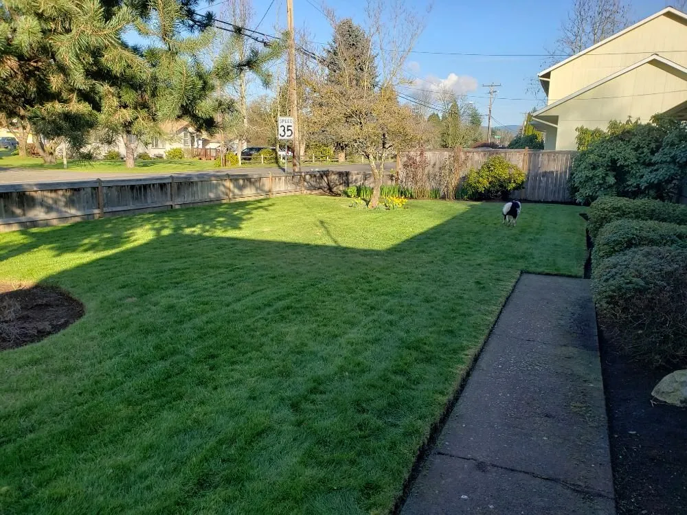 Local yard cleanup service in Eugene, OR - United Lawn Services