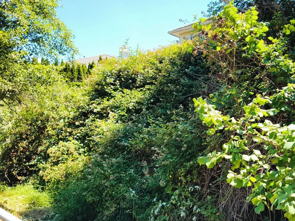 Trusted yard maintenance for outdoor upgrades across Eugene, OR - United Lawn Services