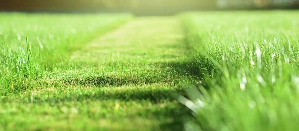 Top-rated landscape design for beautiful yards in San Antonio, TX by United Mowing Service