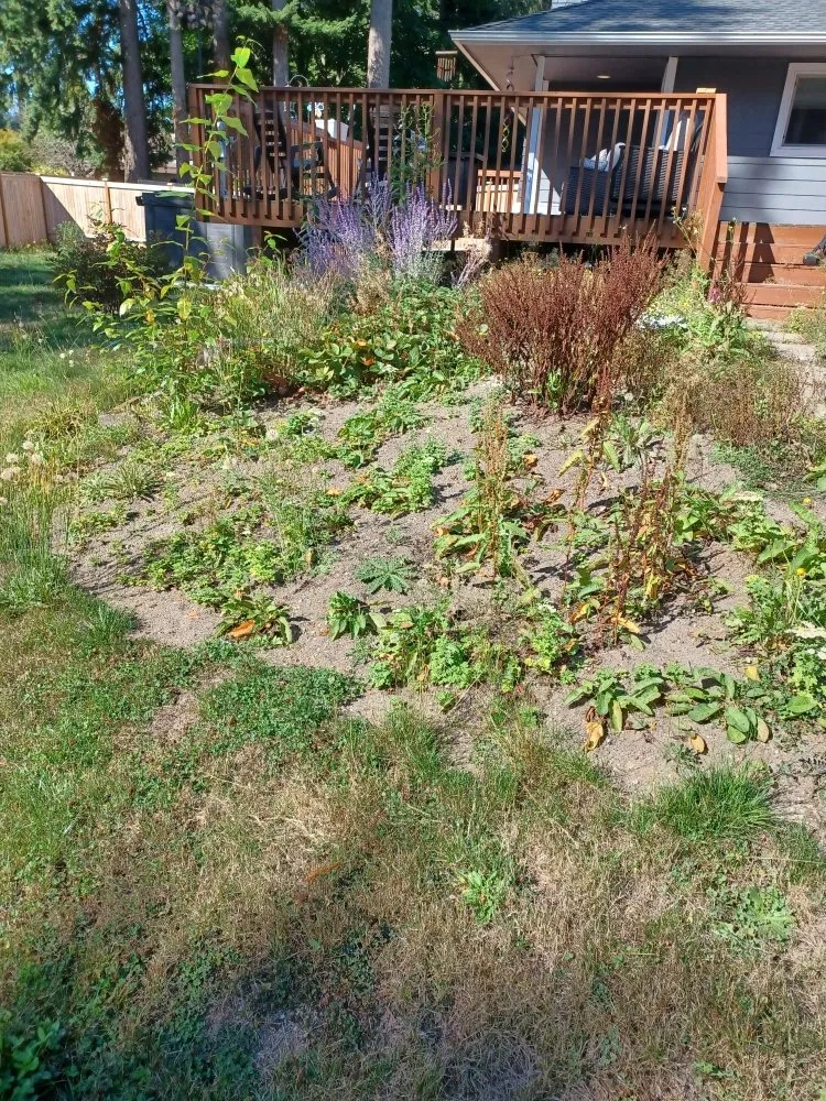 Local yard cleanup service in Lynnwood, WA by United Nations Landscape