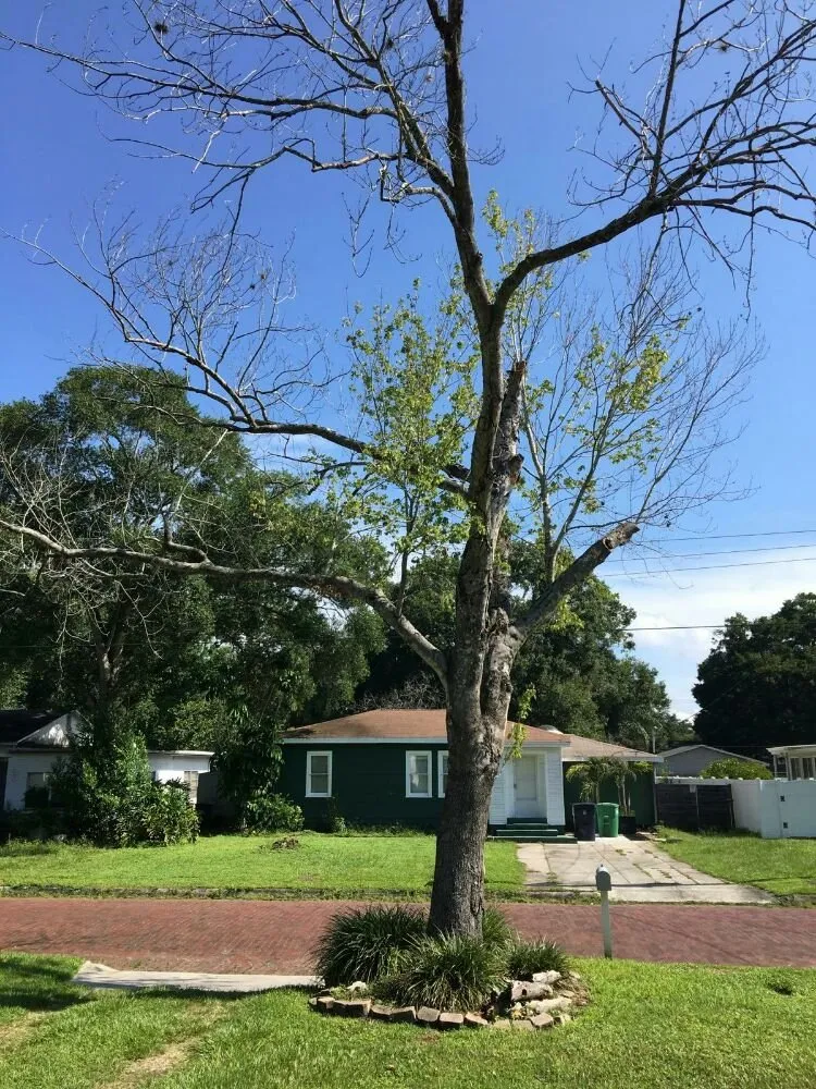 Professional yard maintenance in Tampa, FL - United Property Maintenance