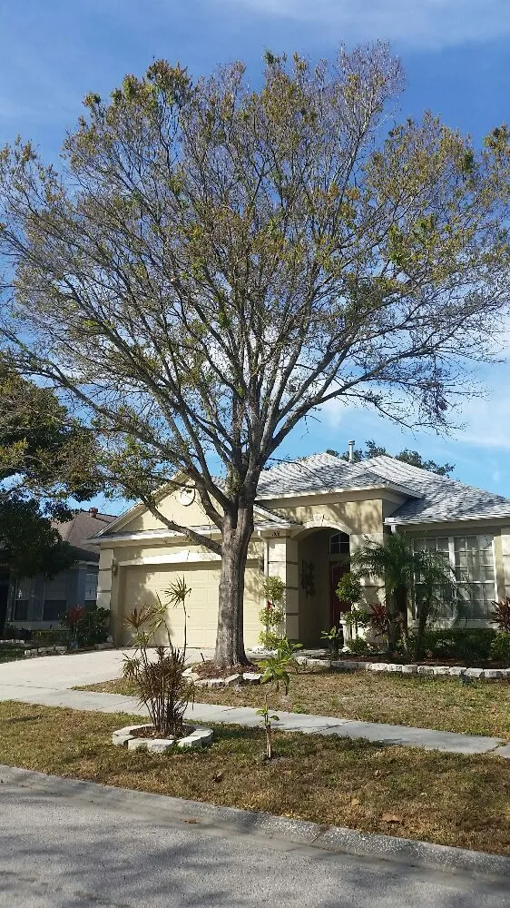 Trusted yard maintenance experts serving Tampa, FL - United Property Maintenance