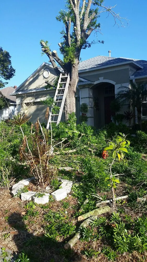 Reliable lawn care service for homes in Tampa, FL by United Property Maintenance
