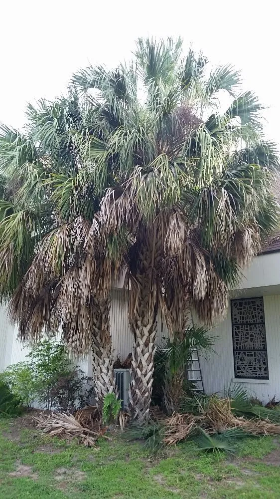 Custom lawn mowing service experts serving Tampa, FL - United Property Maintenance