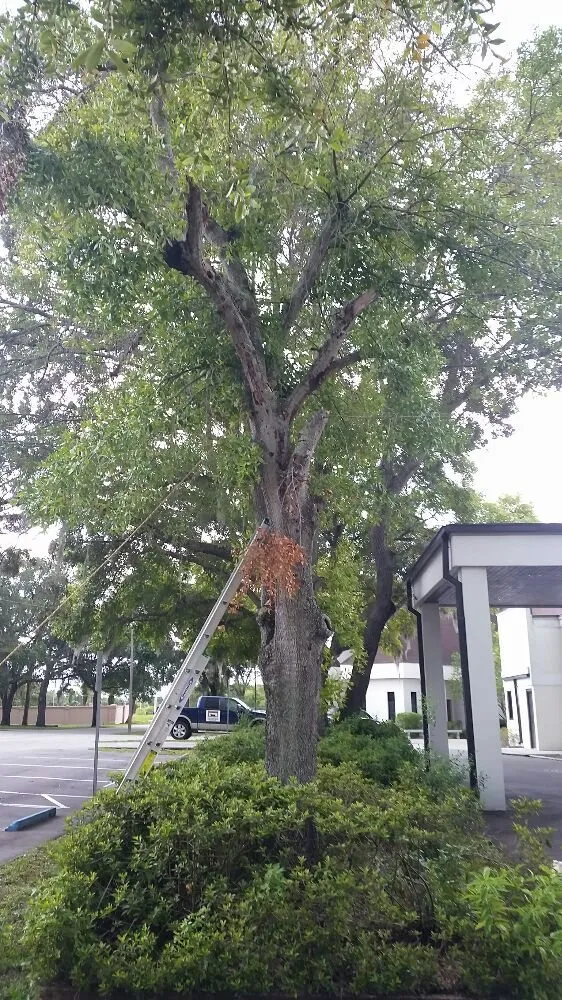 Professional landscaping services near you in Tampa, FL by United Property Maintenance