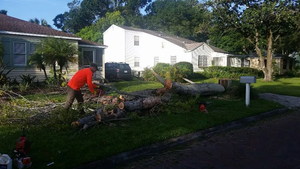 Reliable yard cleanup service in Tampa, FL by United Property Maintenance