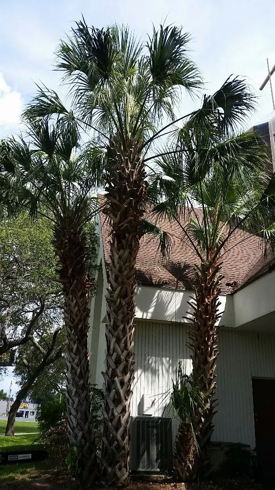 Custom residential landscaping in Tampa, FL - United Property Maintenance