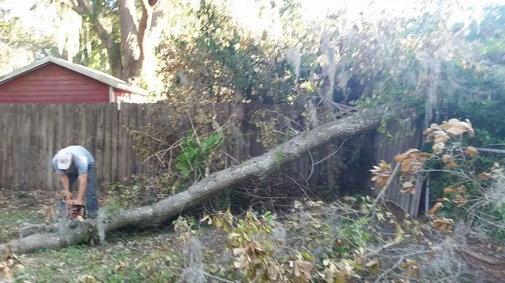 Local yard cleanup service in Tampa, FL by United Property Maintenance