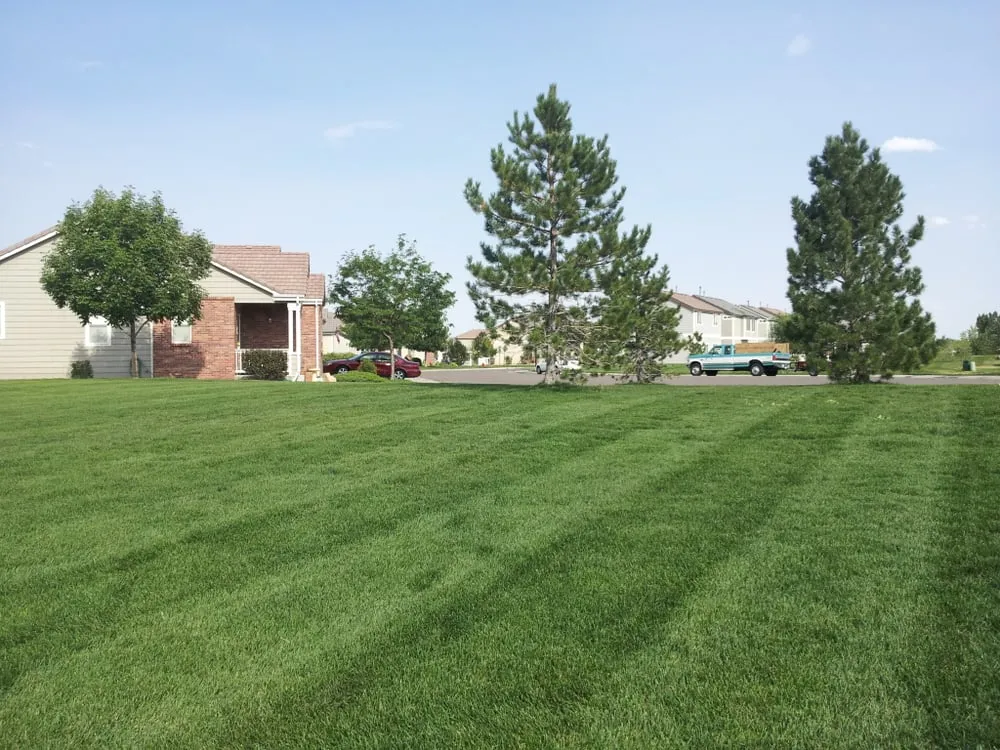 Reliable yard cleanup service for residential properties across Thornton, CO - United Property Maintenance